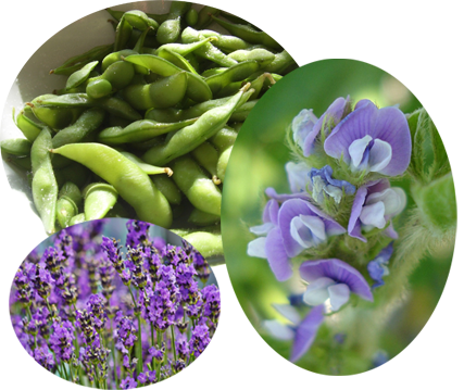 Introducing Jadomm Each Jadomm soy candle is made with all natural, pure soy wax that is farmed in the U.S. Our soy wax is dye free, does not contain any chemical or additives, is FDA approved and is kosher certified, thus making them eco-friendly and clean burning with significantly less soot. We use only high quality fragrance oils to scent our candles. Jadomm soy candles are handmade, hand poured and custom made to order. We have over 75 premium fragrances that are sure to entice your senses and brighten up your home.